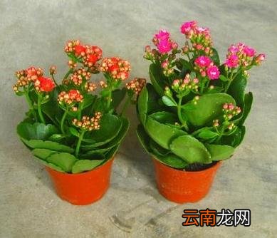 长寿花有哪些扦插方法