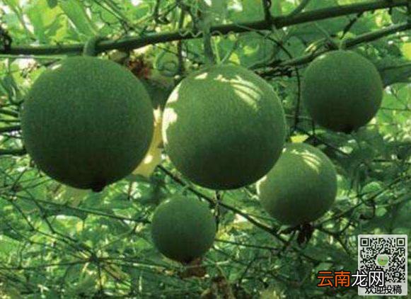 瓜蒌有什么种植方法呢