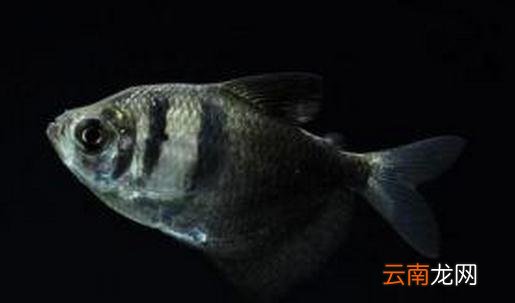 黑裙鱼怎么养？黑裙鱼的常见病