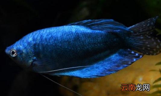 蓝龙鱼怎么繁殖？蓝龙鱼怎么养？