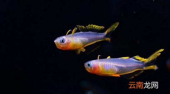 霓虹燕子鱼的简介-霓虹燕子鱼如何繁殖?