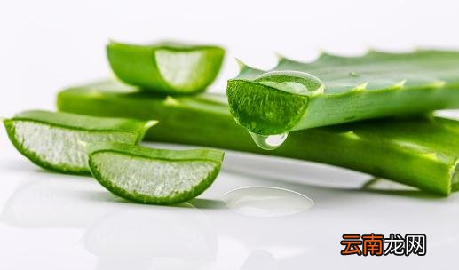 芦荟的花语-芦荟的养殖方法