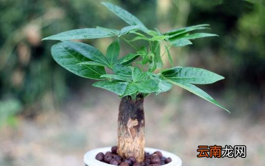 发财树怎么种植？发财树是怎样的？