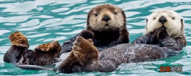 海獭能养吗