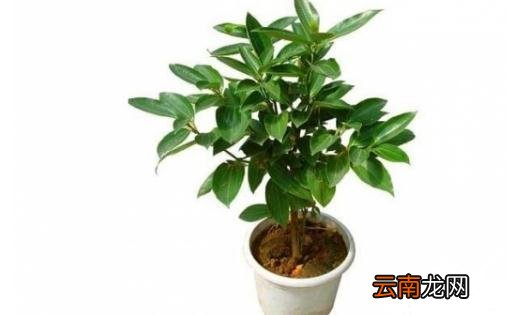 平安树的养殖方法-平安树的简介