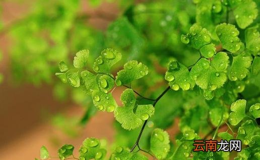 铁线蕨的特征-铁线蕨的养殖方法