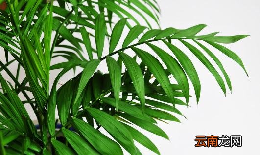 散尾葵是什么？散尾葵的养护技巧