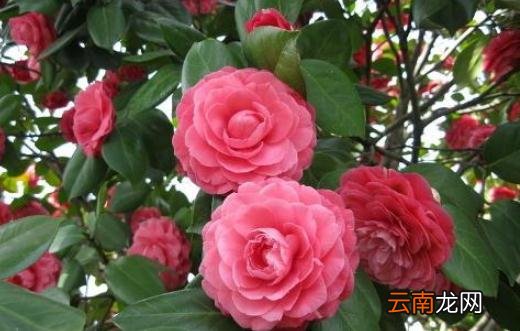 山茶花的介绍-山茶花对家居环境的影响