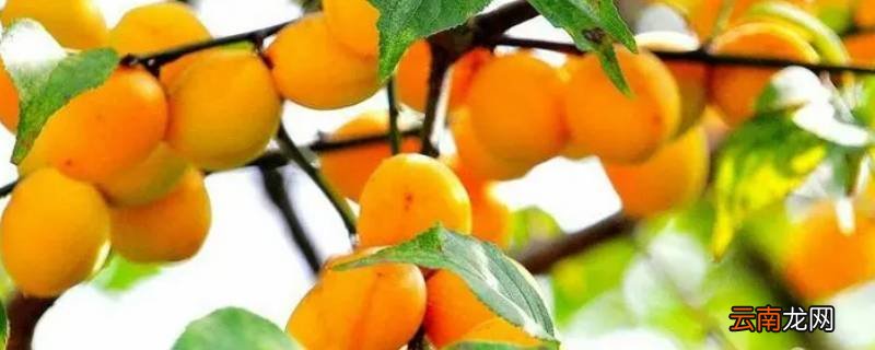 梅子黄的时候是什么季节