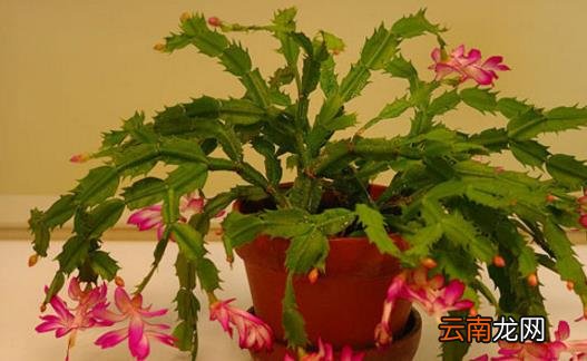 家里隐藏导致我们过敏的过敏原 赶紧把它们清理掉