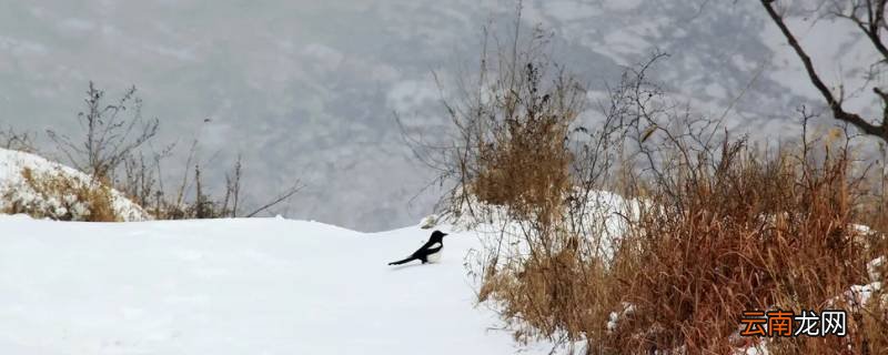 雪分为哪几种