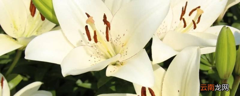 6朵百合花代表什么意思