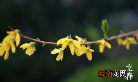 2023年立春是几九第几天-数九结束是立春吗