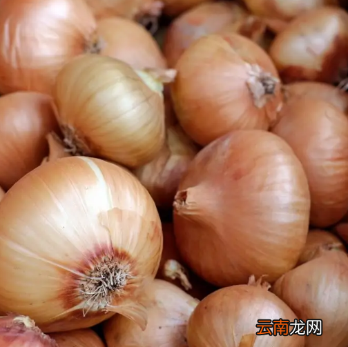 洋葱有几种