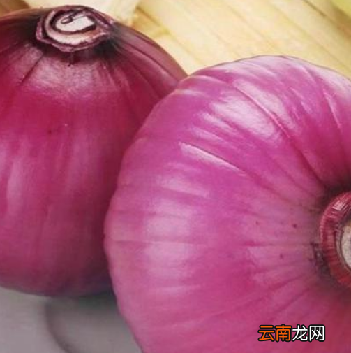 洋葱有几种