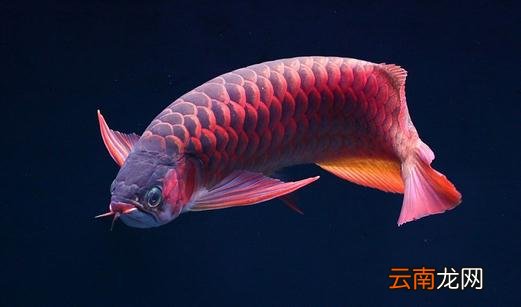 非洲龙鱼的简介-非洲龙鱼的品相标准
