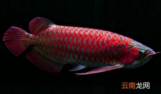 非洲龙鱼怎么养？非洲龙鱼的饲养环境