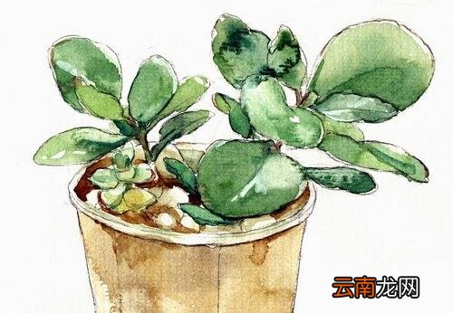 简单高效！豆瓣绿的养护要点