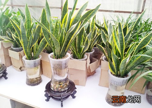 虎皮兰对家居环境的影响-虎皮兰的风水学应用