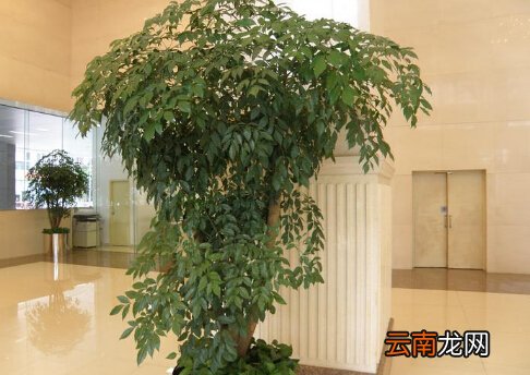 幸福树对家居环境的影响-幸福树的风水学应用