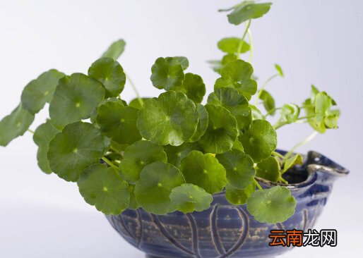 铜钱草对家居环境的影响-铜钱草与家居风格的搭配
