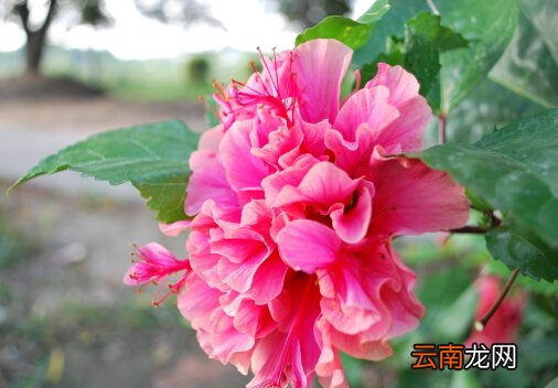 扶桑对家居环境的影响-扶桑与家居风格的搭配