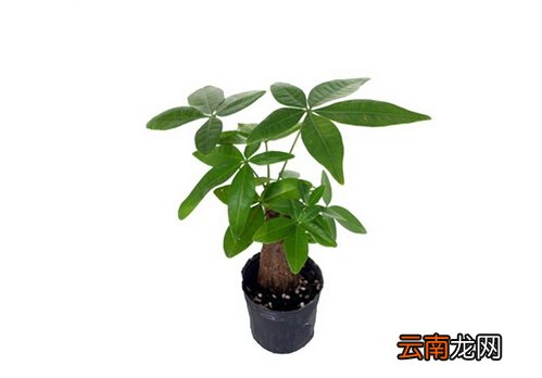 发财树对家居环境的影响-发财树与家居风格的搭配