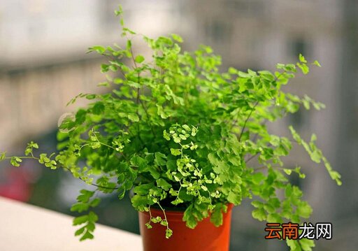 铁线蕨对家居环境的影响-铁线蕨的介绍