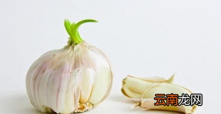 大蒜发芽还能吃吗 以前扔了真是浪费