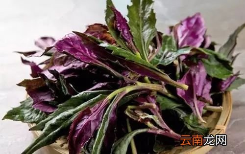 观音菜的功效与作用 能够养气补血助消化