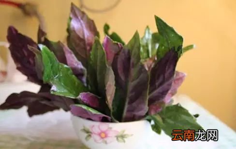 观音菜的功效与作用 能够养气补血助消化