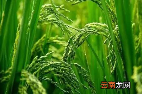 大米品种有哪些 哪种大米更合适你呢