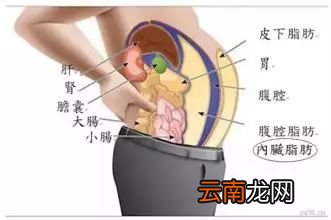 肥胖引起的疾病有哪些 胖胖的你一定要看哟