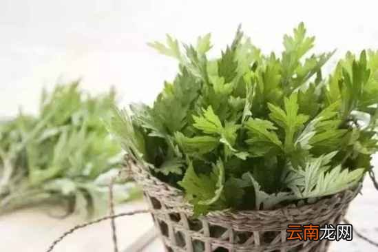 艾草的功效及食用方法 艾草的药用功效介绍