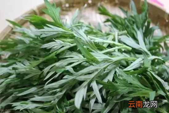 艾草的功效及食用方法 艾草的药用功效介绍