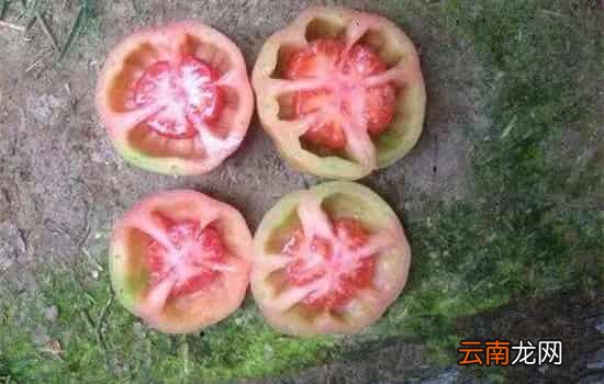 西红柿空心能吃吗 空心西红柿只是口感不太好