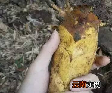 春笋的营养价值及做法 用春笋炒肉解油腻好