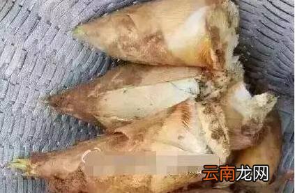 春笋的营养价值及做法 用春笋炒肉解油腻好