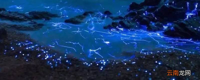 夜光藻和蓝眼泪的区别