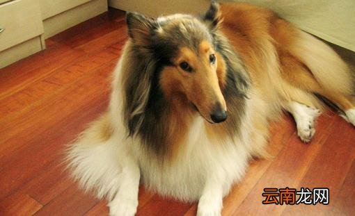 苏牧是什么狗？苏牧好养吗？