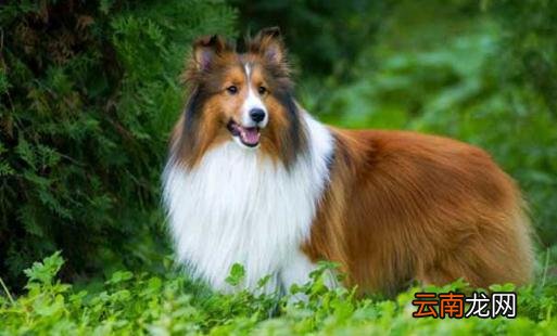 喜乐蒂牧羊犬怎样训练？喜乐蒂牧羊犬的简介