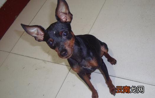 小鹿犬怎么训练？小鹿犬多少钱一条？