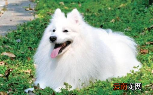银狐的特征-银狐犬怎么喂养？