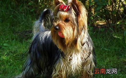 约克夏梗多少钱一条？约克夏梗喂养方法