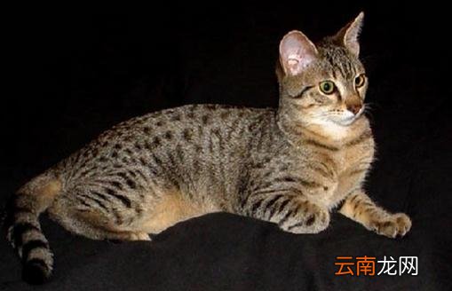 埃及猫怎么养？埃及猫的生活习性