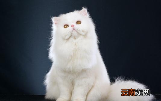 波斯猫的生活习性-波斯猫怎么养？