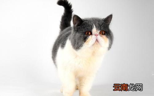 巴厘猫是怎样的？巴厘猫的生活习性