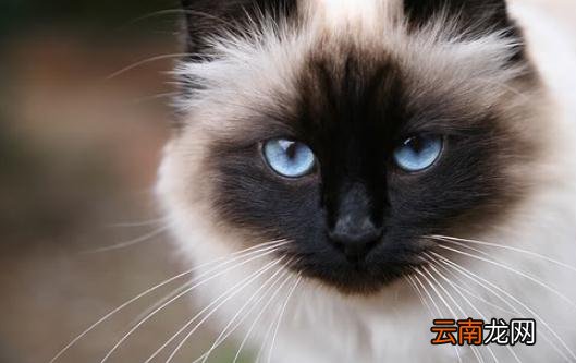 伯曼猫的简介-伯曼猫的生活习性