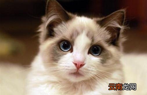 布偶猫多少钱一只？布偶猫怎么养？