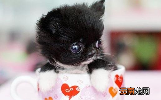 什么是茶杯猫？茶杯猫的生活习性